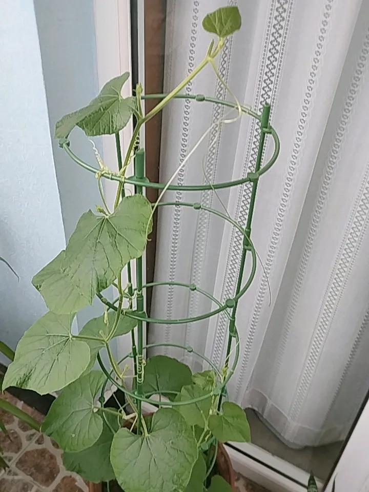 我家阳台上的葫芦秧，爬的太高了，本来以为给它搭五层楼完全够了，没想到早已突破。