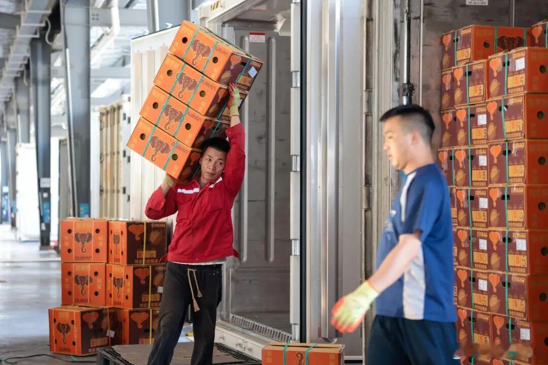 【榴莲价格要降了！榴莲价格下降原因】4月中旬，泰国、马来西亚等东南亚国家榴莲迎来