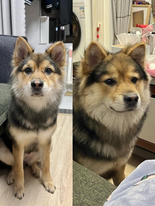养小土狗就像是在开盲盒