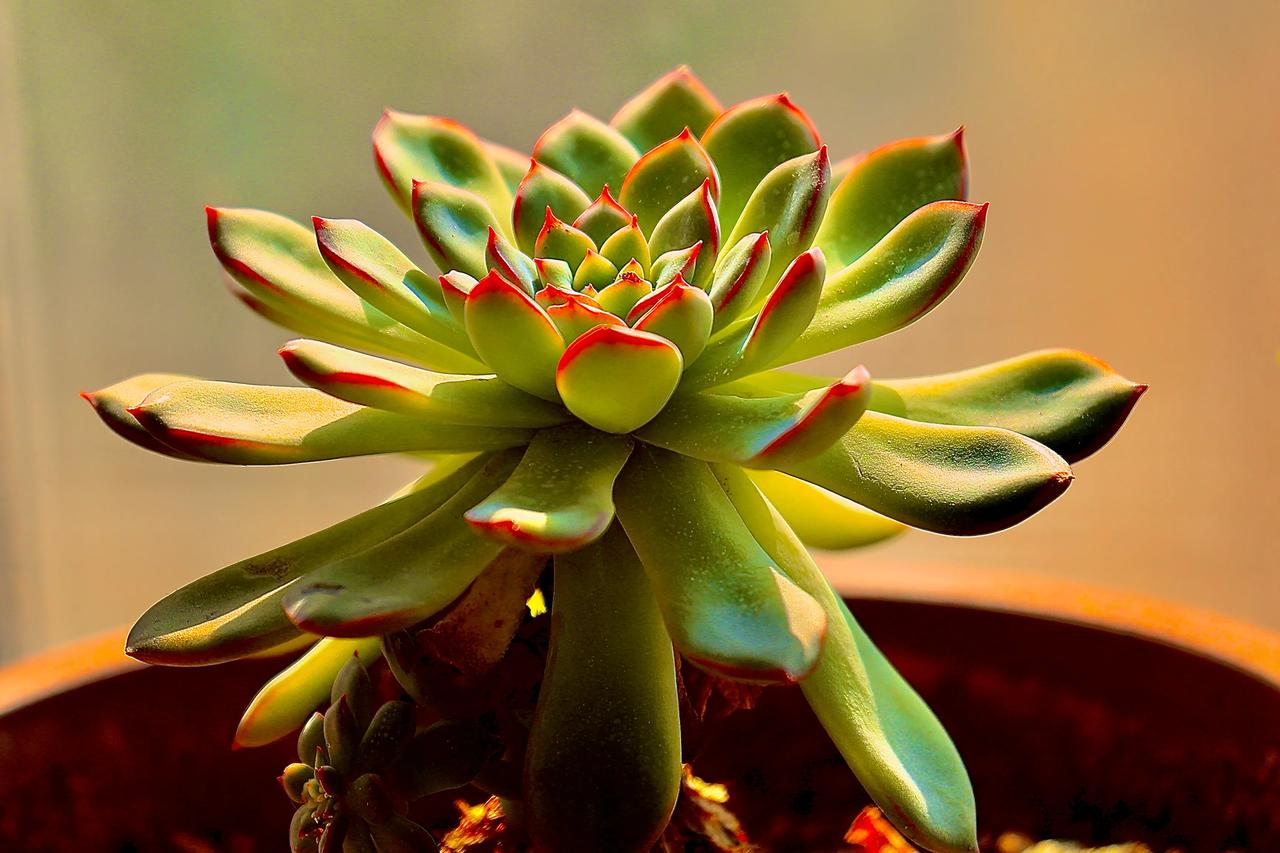花草观察日记