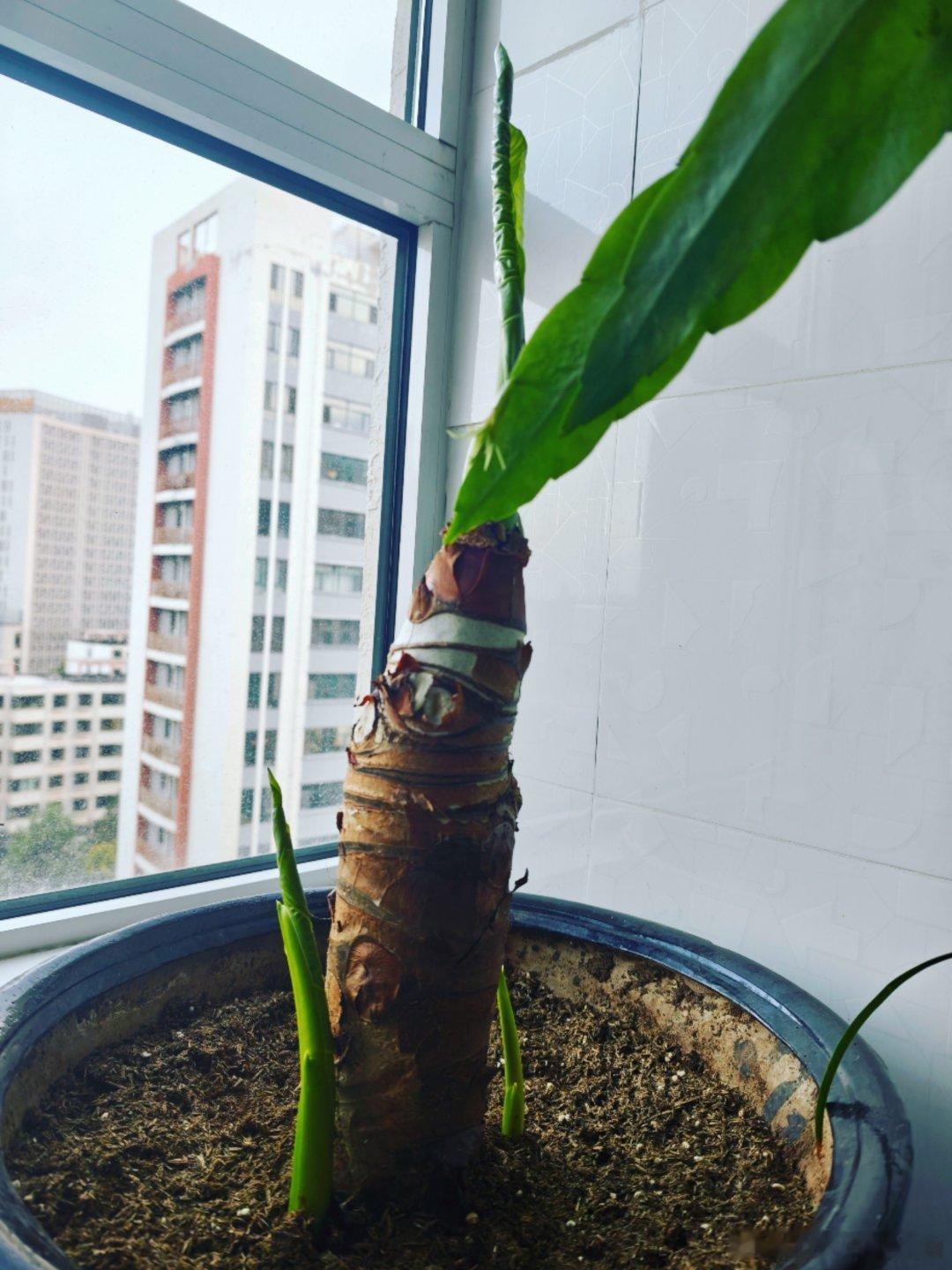 象耳芋抽了三只新叶子，昙花马上就开了，洋桔梗五彩斑斓，一起都会越来越好