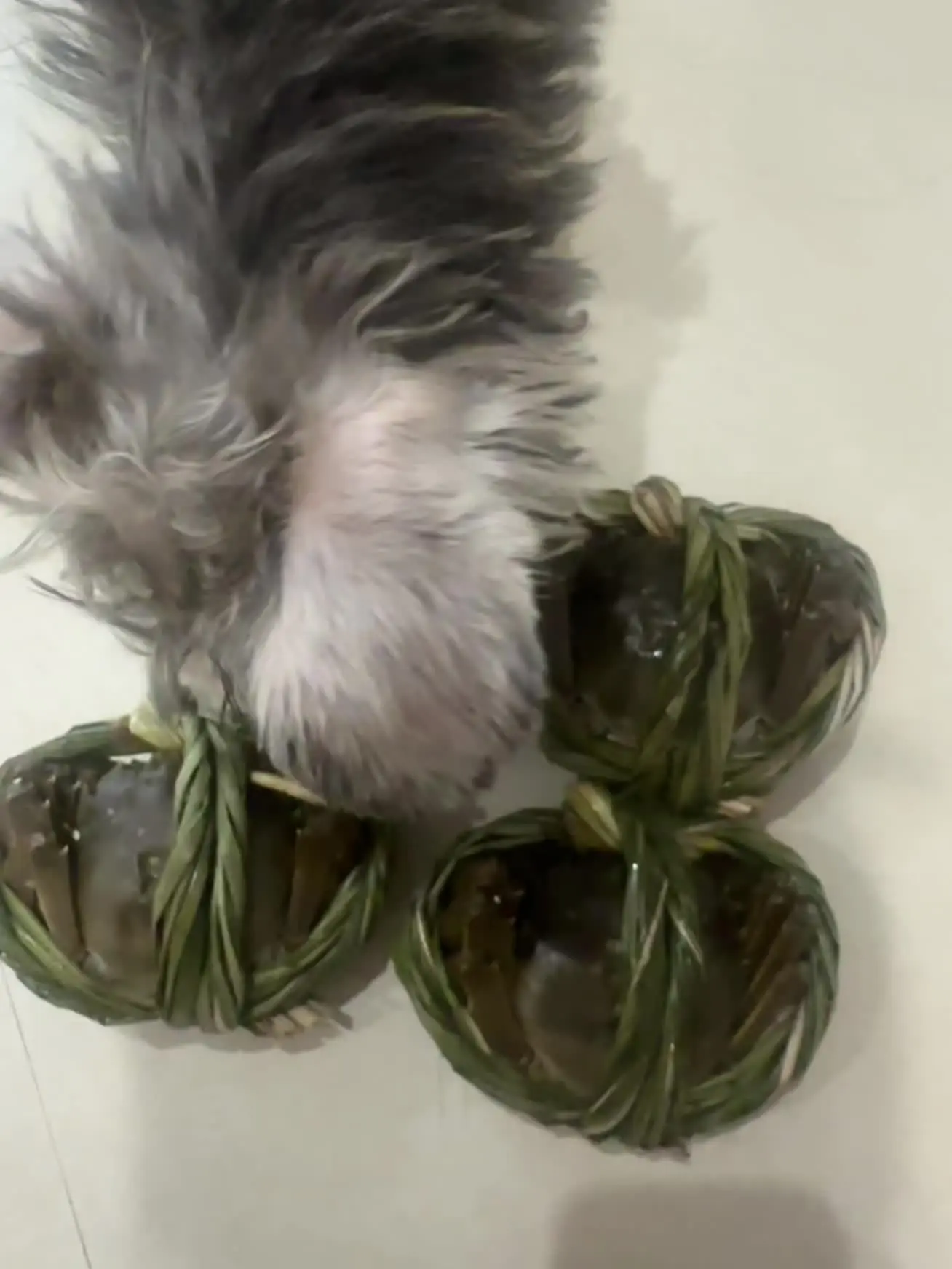 你也是吃上大闸蟹了