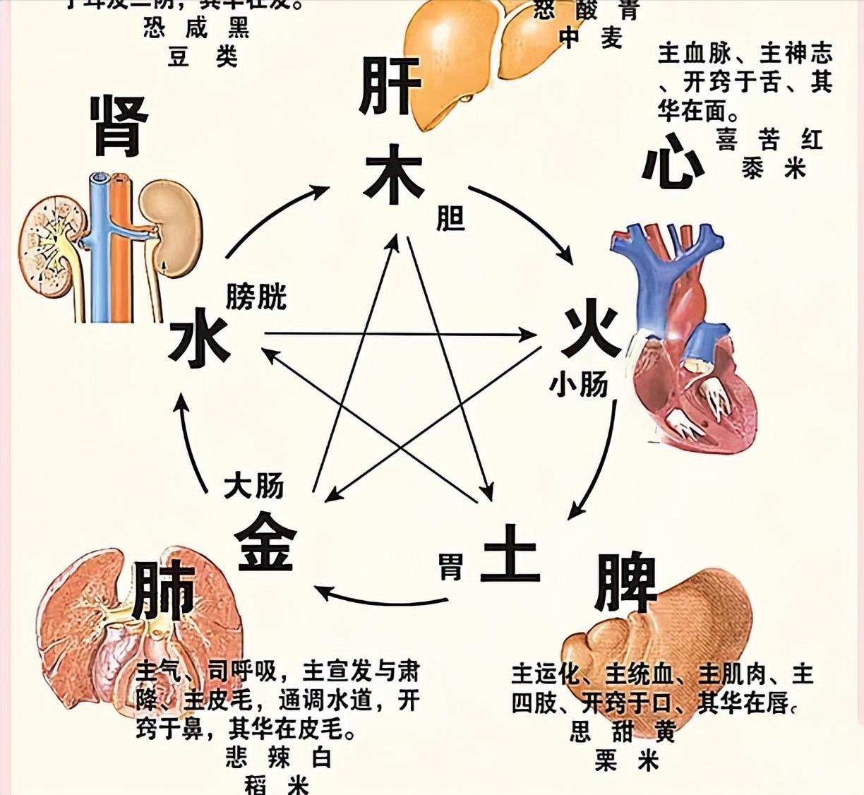 中医治病要诀：疏肝要通大肠、心火要清小肠、健脾要泄膀胱

1、疏肝要通大肠
中医