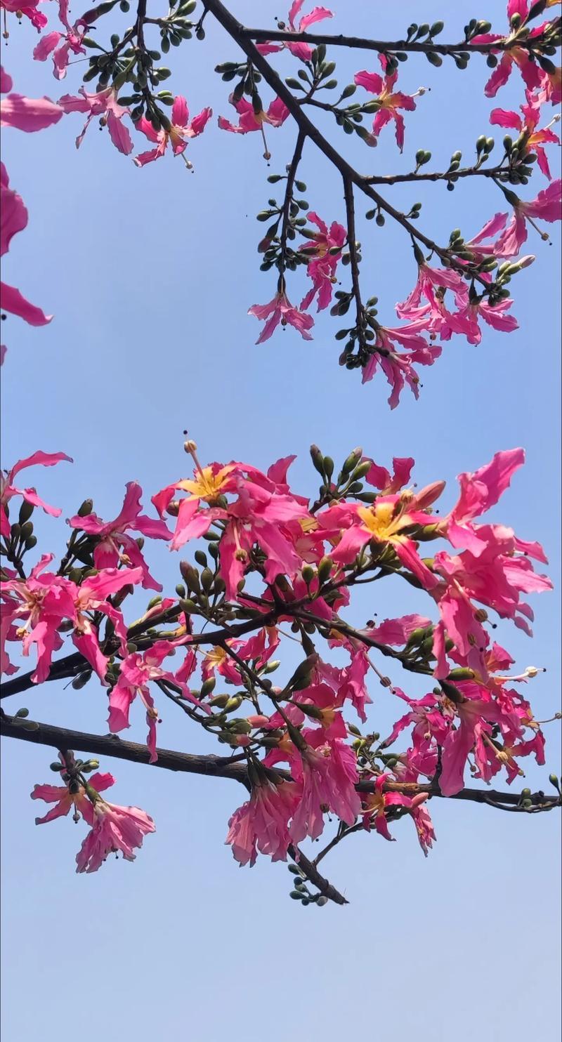 满树缤纷放紫英，嫣香逸艳最关情。
为何不禁清风落，让我凄然驻足惊。