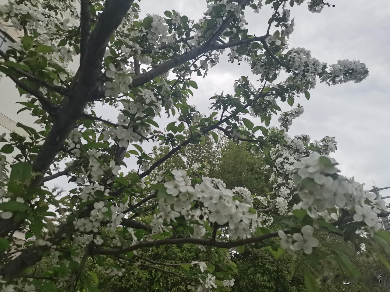 春日生活打卡季春花烂漫，润物无声