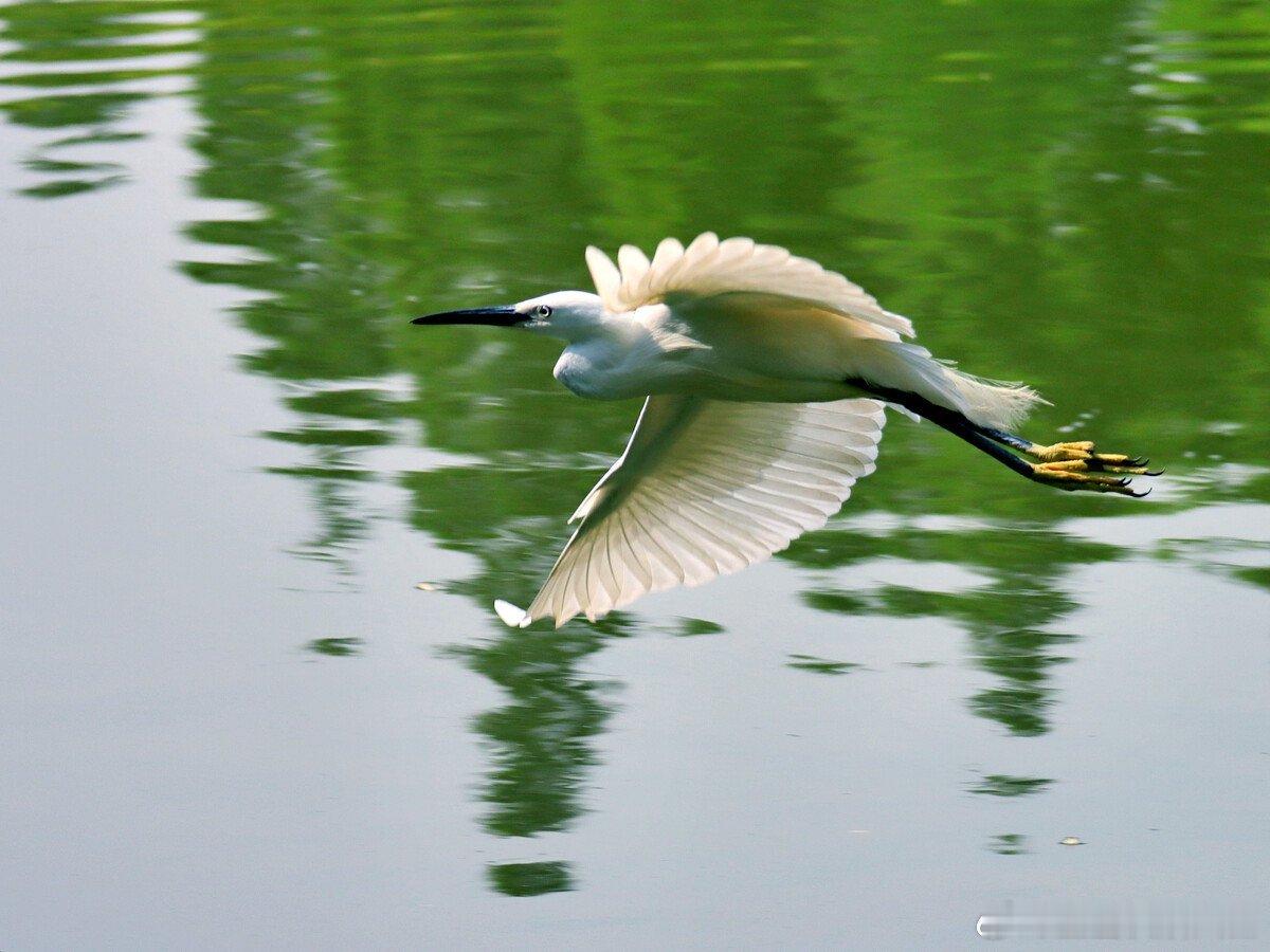 #情感# 七绝·归雁雁字成行过碧空，数声嘹唳夕阳中。江南塞北多离别，何以今宵伴月