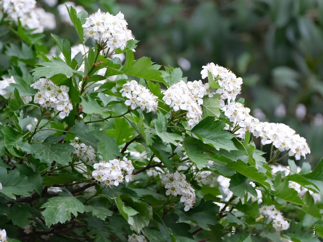 暮春三月，本属静好
玫瑰娇红而不烈
​山楂花点点涂抹了翠色
抬眼处，风过花枝
竟
