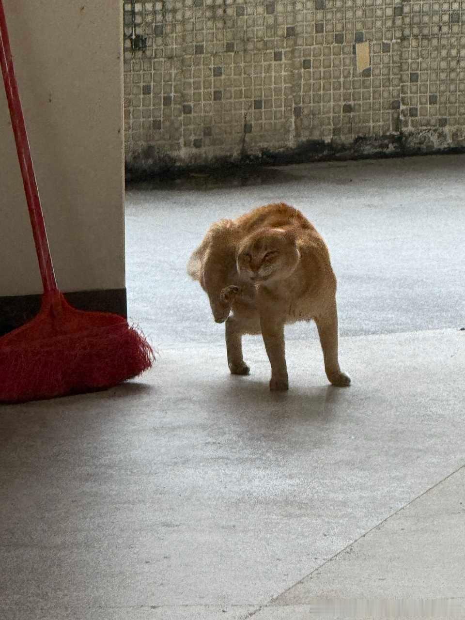 49452【丑猫】挠痒痒 