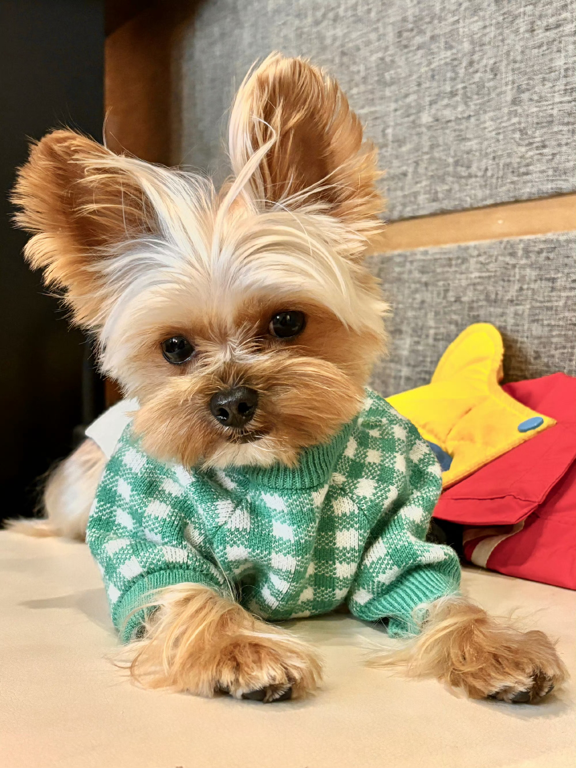球球大王生日快乐精致小🐶逐渐霸气我就是铁血球吹
