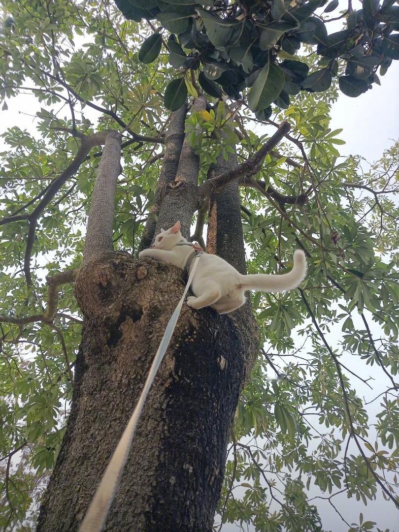 人被猫拴树底下的概率不为0真没招了，出门遛猫结果被猫遛了。建议出门遛猫的离树远点