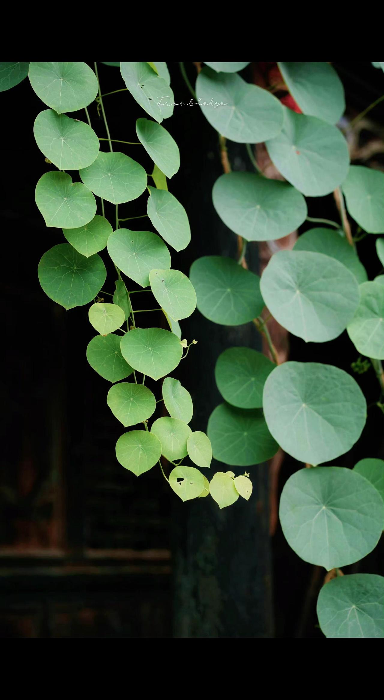 🍃绿瀑垂落，叶叶如小伞撑开夏日清凉。光影斑驳处，时光也慢成了藤萝的秋千～