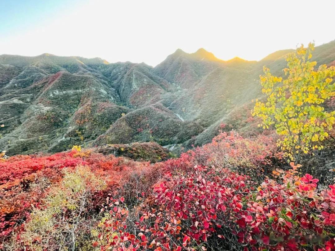 北京的秋天，除了银杏还有红叶也非常有名。观赏红叶，最著名的就是香山啦，从出生就知