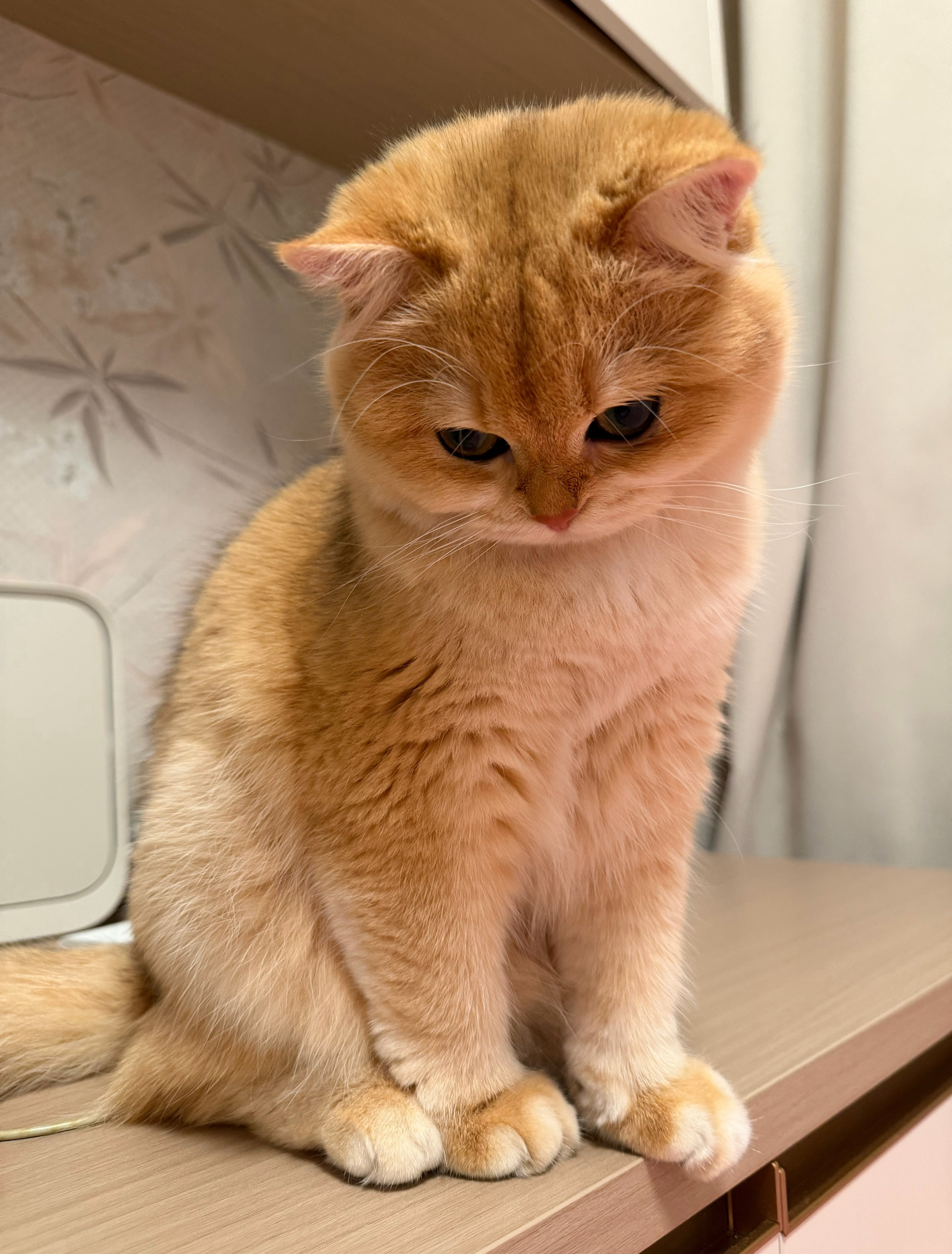 犯错了 挨训了 