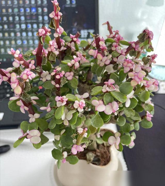 养金枝玉叶，牢记“1选、1控、2多”，满头都是小花苞，很喜人
看到有花友分享金枝