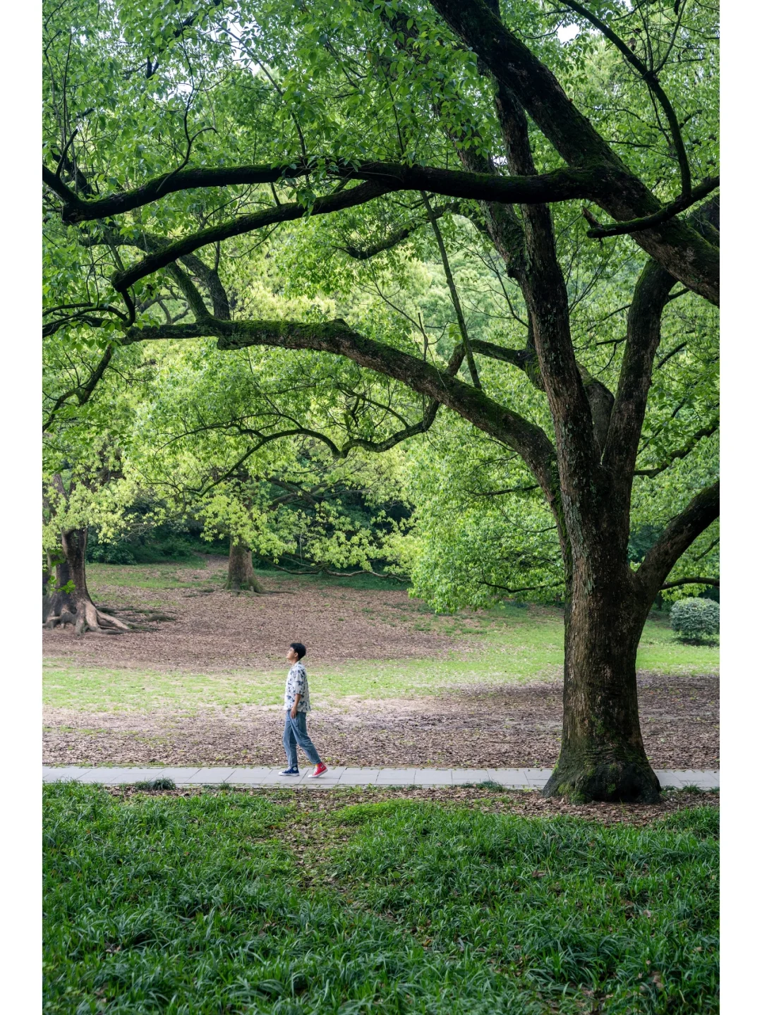 杭州初夏的绿🍃全藏着植物园的这几颗大树下