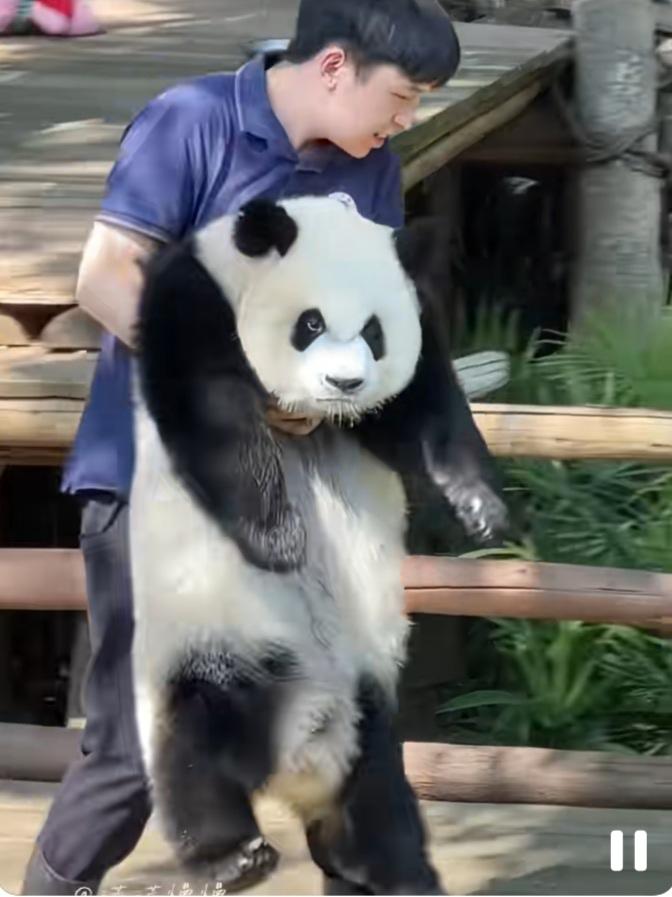 三妹儿怎么一脸不高兴的样子？原来是它趴在木架上休息，项奶爸趁它不注意，一下子从后