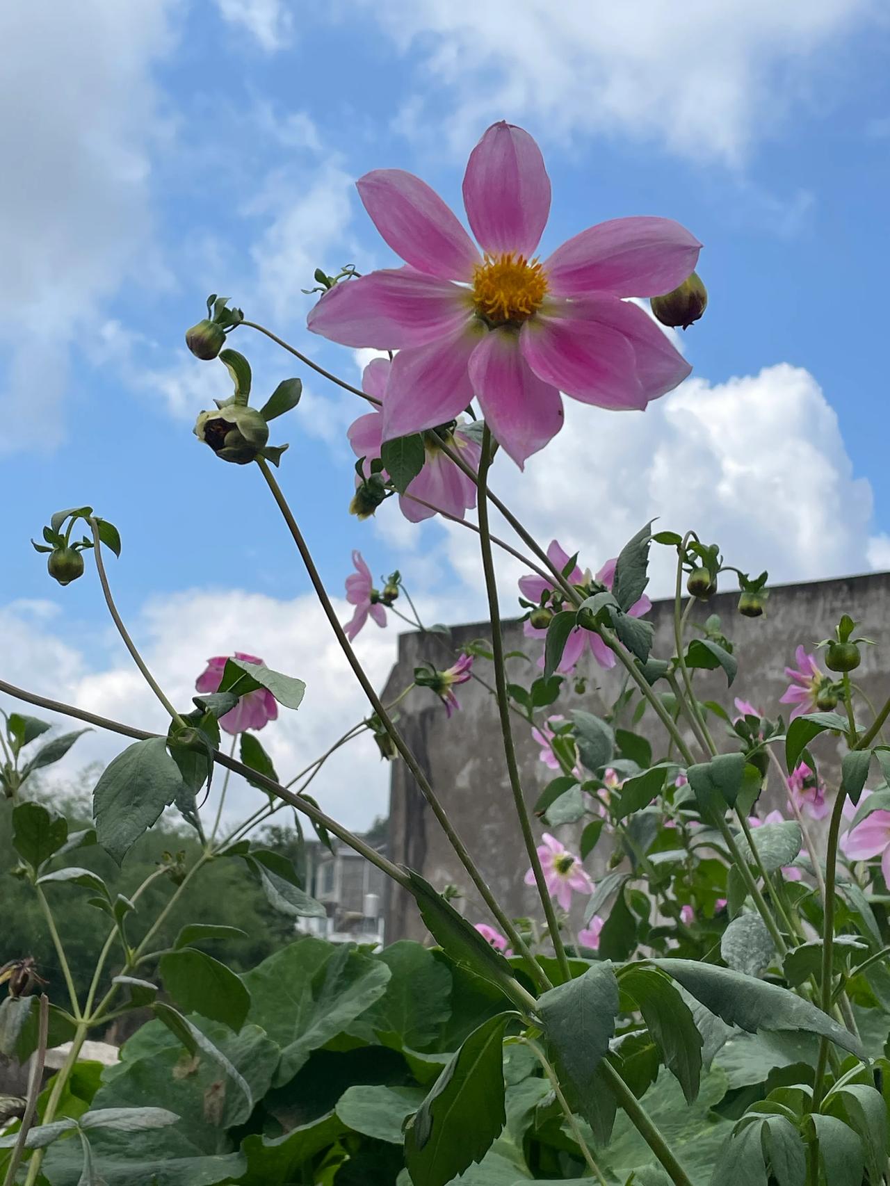 #分享你手机中的花花草草#