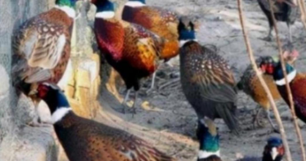 东北野鸡泛滥成灾，为何很少有人吃？当地农民直言：“别说吃了，我们甚至都不敢招惹它