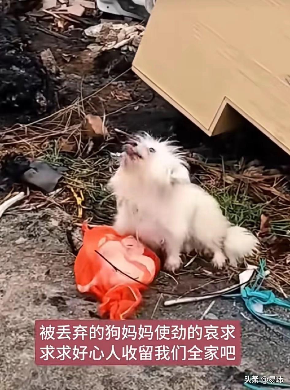 泪目了！这天一位小姐姐去散步，当她走到一个垃圾堆附近的时候，看到了无比凄惨的一幕