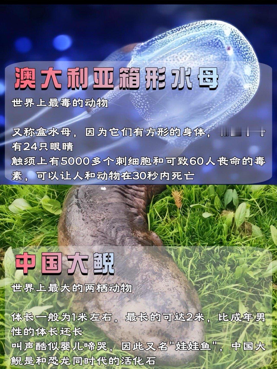 自然科普｜动物之最图鉴世界之大，无奇不有。孩子对万事万物，都充满了好奇，而这些宝