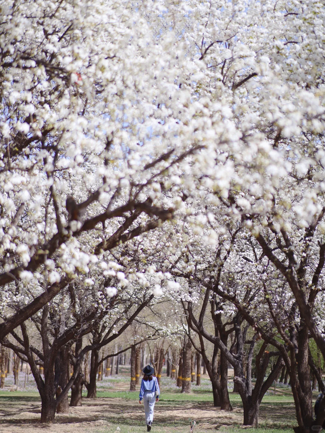 朝阳隐藏的梨花树下🆓⛺️BBQ，花期正当时