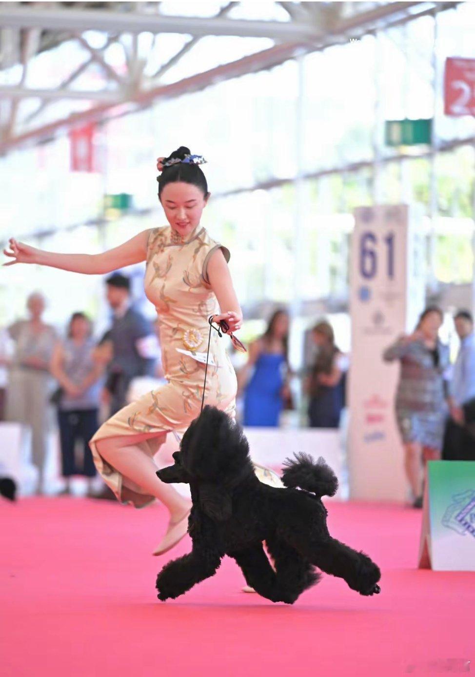 霍思燕爱犬在意大利夺冠6月8日，霍思燕开心晒出喜讯！意大利2026世界杯犬展圆满