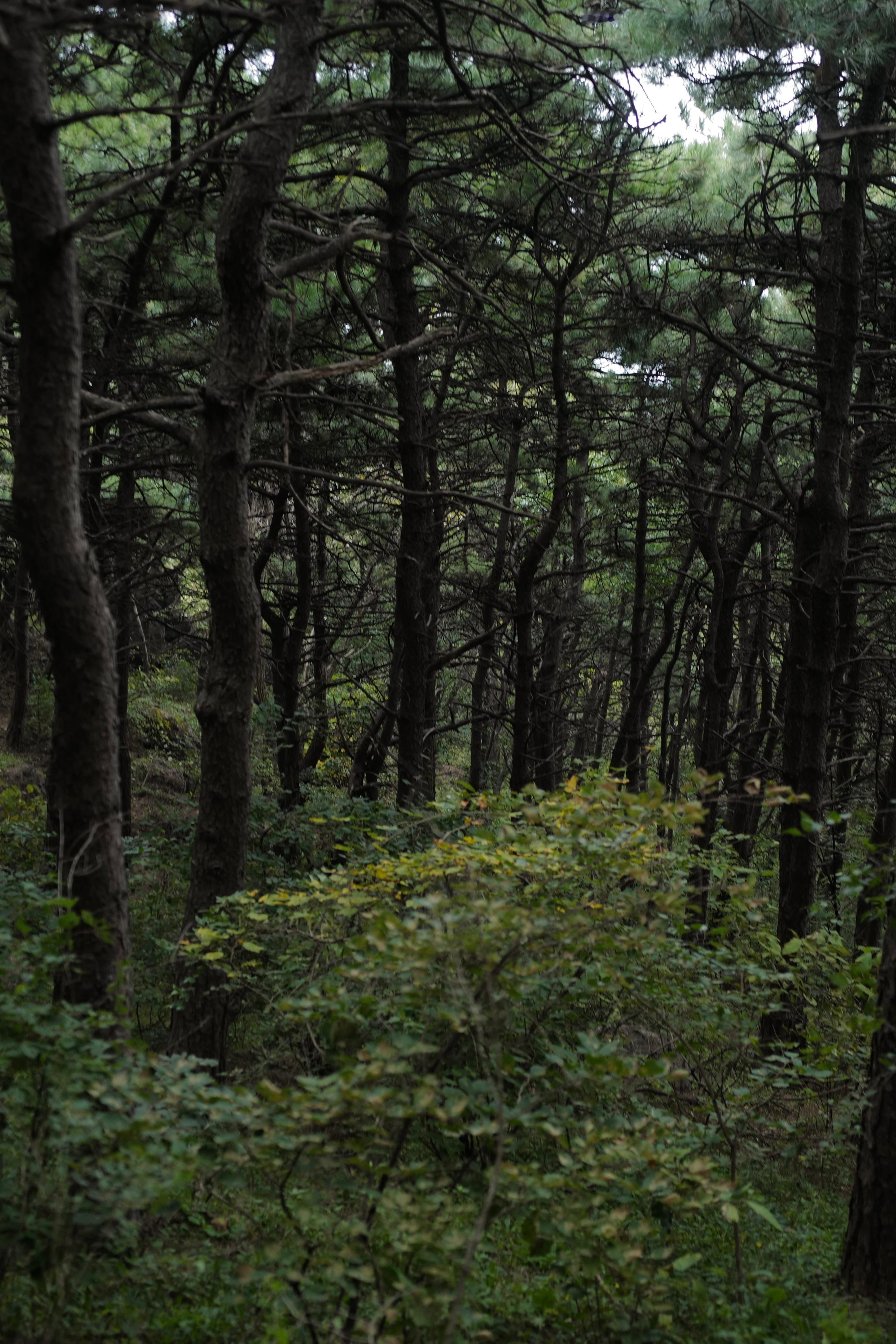 今日初登燕山南麓大觉寺鹫峰小环线。上行时天色灰霾，沿途感受平平，好在很快爬升约9