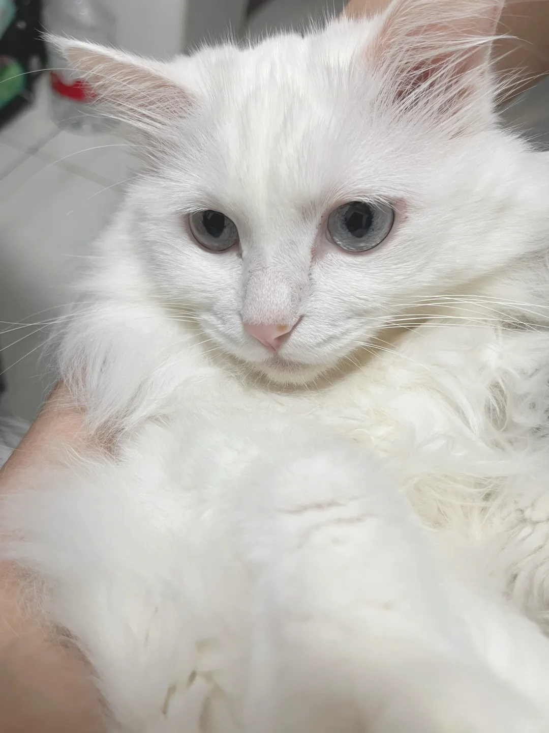 依依不舍啵啵子