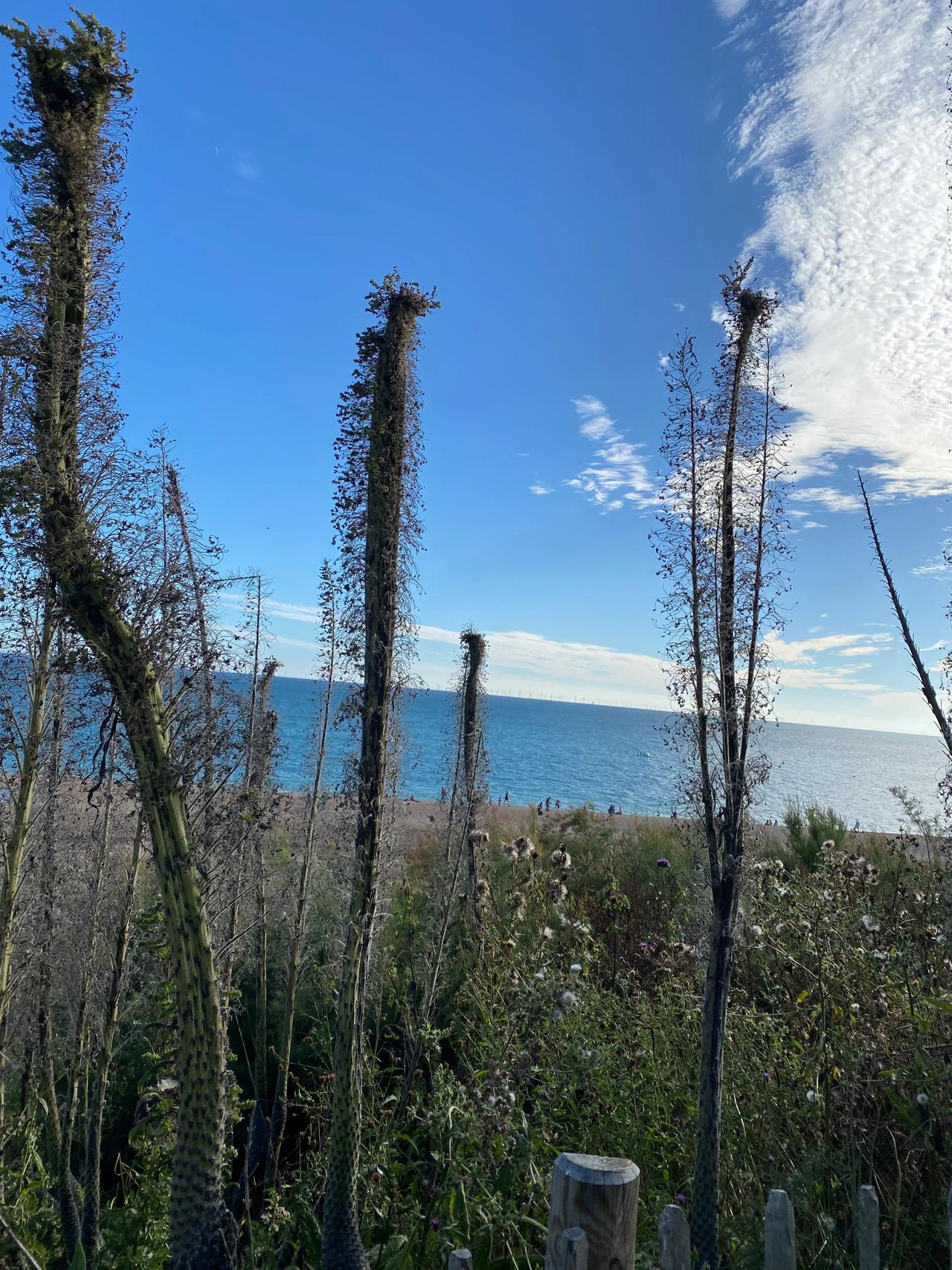 英国布莱顿！美好的海滩！