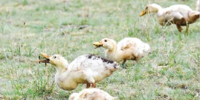 全军出“鸡”？谁能想到，我国人民治理蝗虫的方法就是养鸡鸭
咱们先说说这蝗虫有多狠