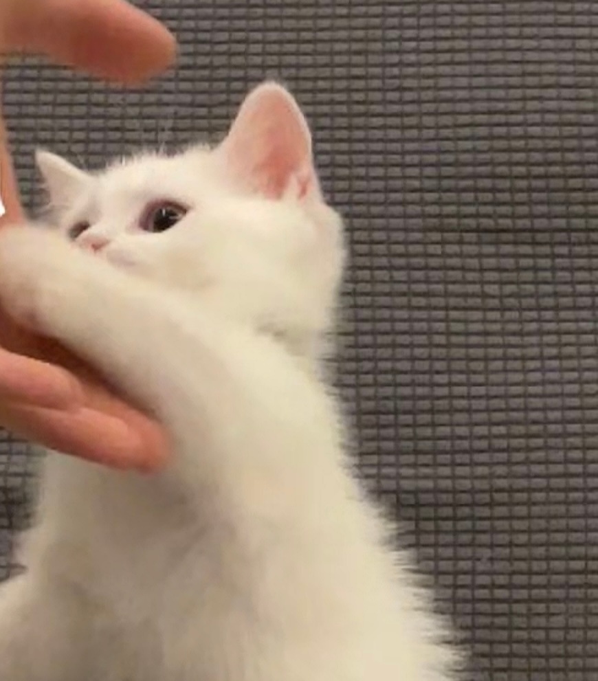 璃小喵🐱 