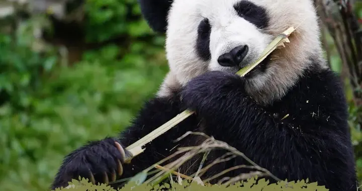大熊猫 “降级”啦