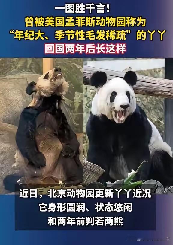 再看看现在的丫丫，这圆滚滚的肚子，油光水滑的皮毛，简直就是“熊猫界”的颜值回春啊