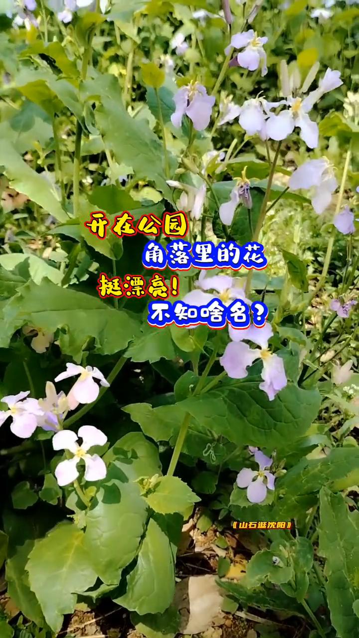 开在公园角落里的花，挺漂亮，不知啥名？
山石逛沈阳。