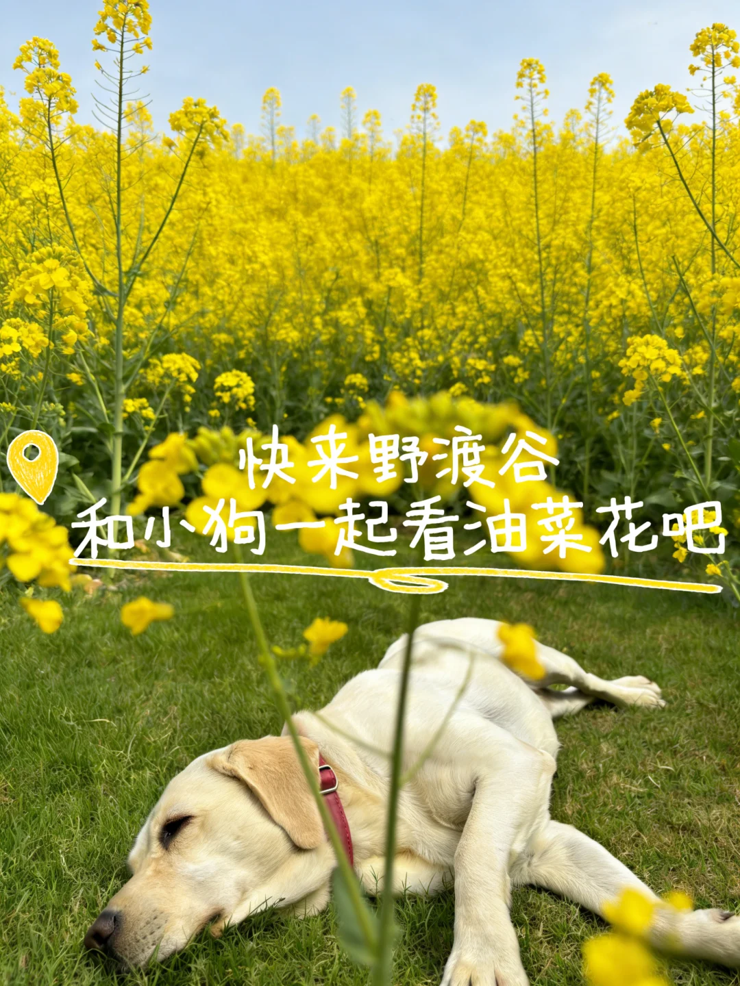 别再问我春天去哪了！当然是带狗看油菜花