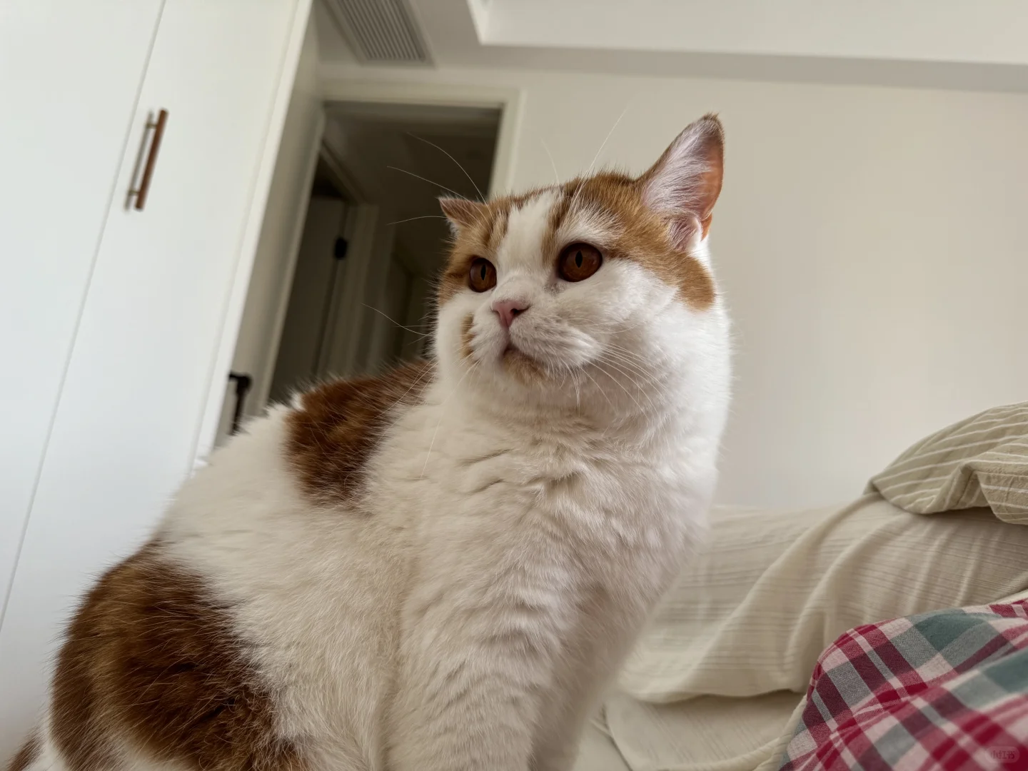 早上好呀小猫咪