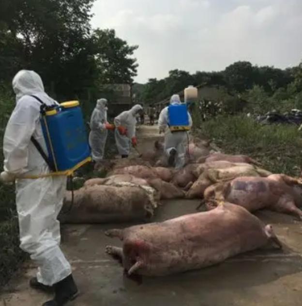 “严查到底！”12月28日，重庆，一村民养的猪得了猪瘟，死了80多头，虽然损失惨