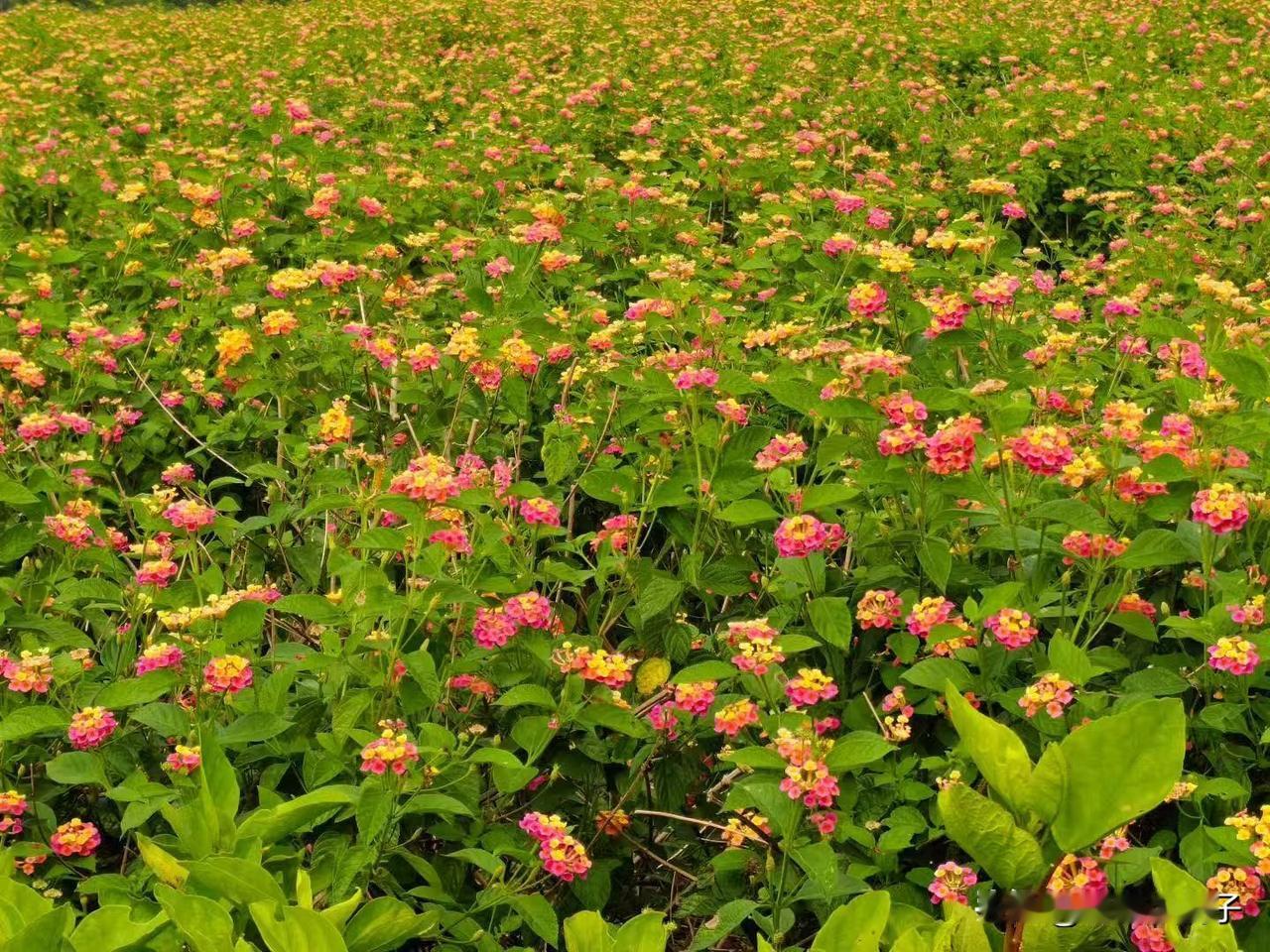 这片花丛也太五彩斑斓了！五颜六色的小花挤在一起，粉的、黄的、橙的，跟撒了一地的彩