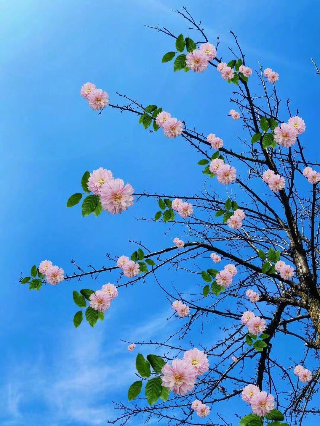 枯木逢春 ​​​