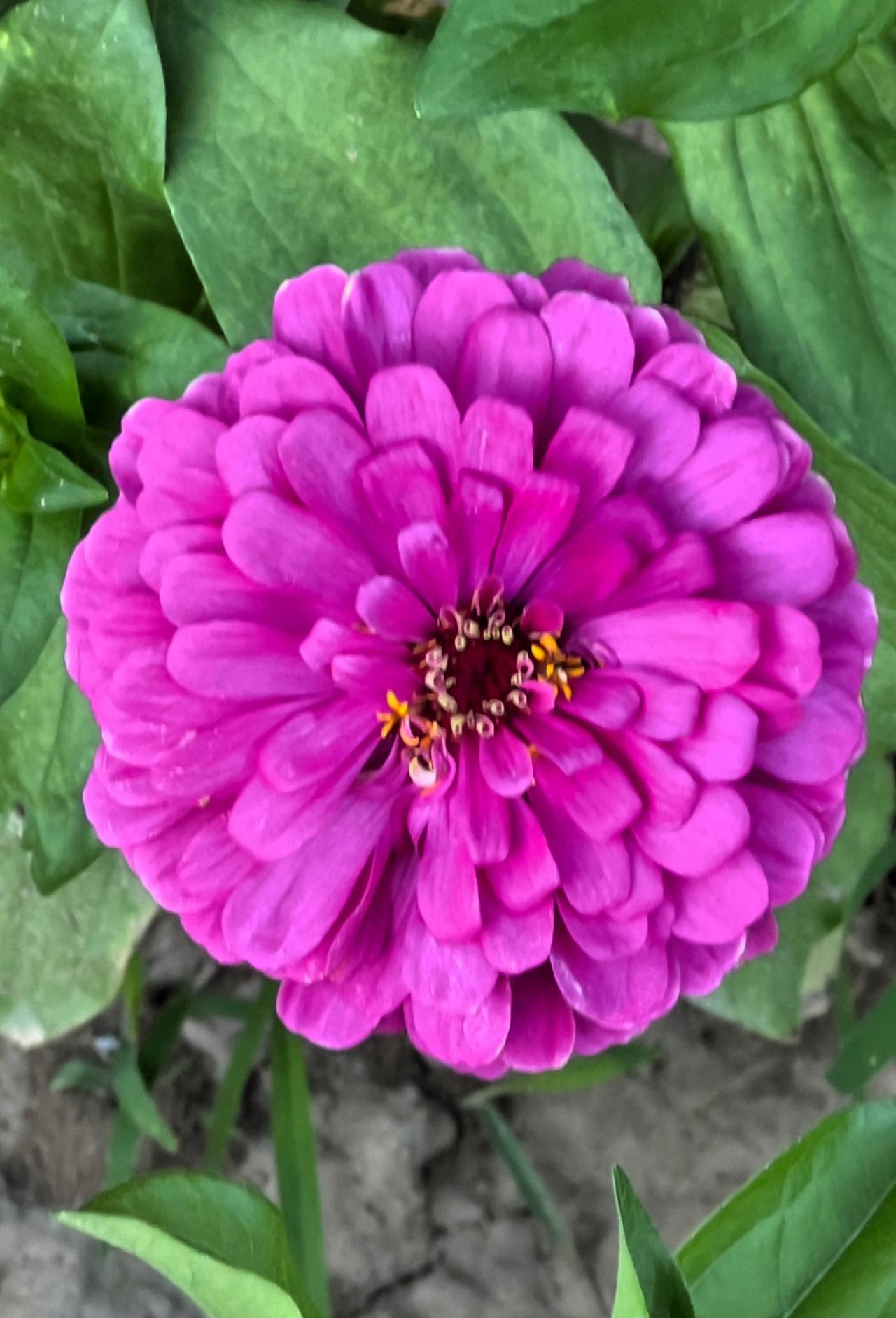 夏日赏花：靓丽迷人的百日菊，美不胜收.