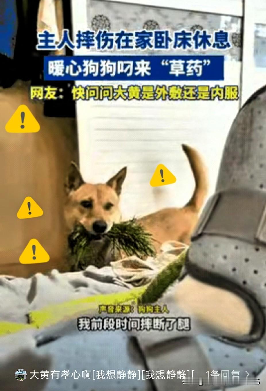 浙江一名男子意外摔伤，只能居家休养。家里的土狗大黄看主人受伤，便跑到外面叼回一把