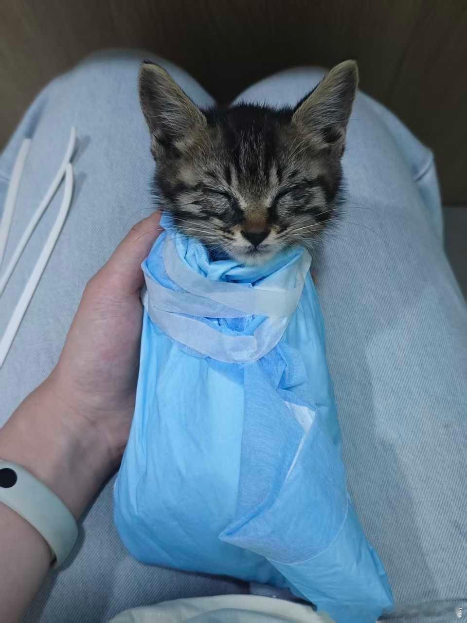 49245【成都领养 】猫咪领养 小猫两个月，妹妹。无猫瘟，目前有跳蚤，已做过一