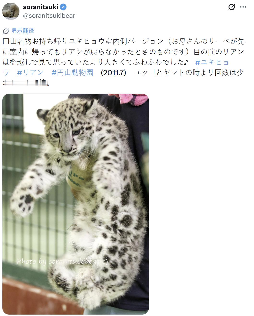 雪豹 円山动物园2011年的一张老照片~妈妈已经提前回内场休息了~但是崽崽利亚还