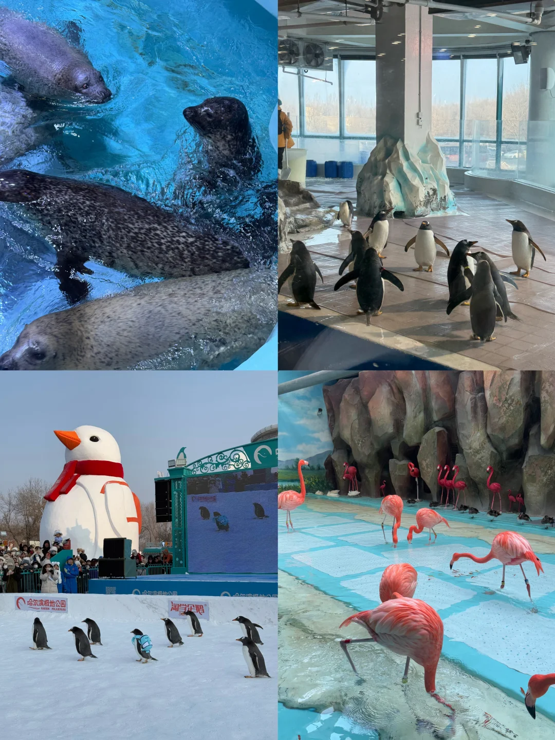 哈尔滨必去| 极地公园也太好玩了