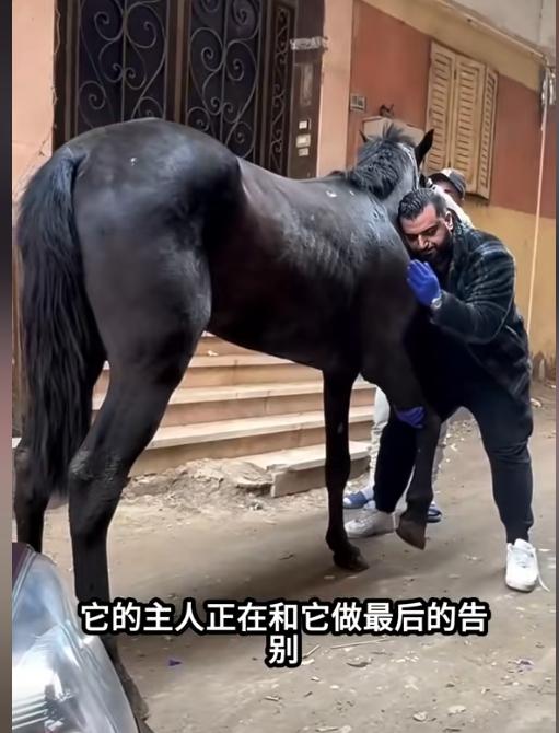 为什么马的腿断了必须死？一位养了10年马的师傅告诉我：90%的人都不知道，就算是