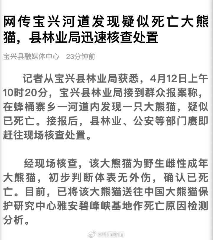 【#官方通报死亡大熊猫核查情况#】#死亡野生大熊猫为成年雌性#记者从宝兴县林业局