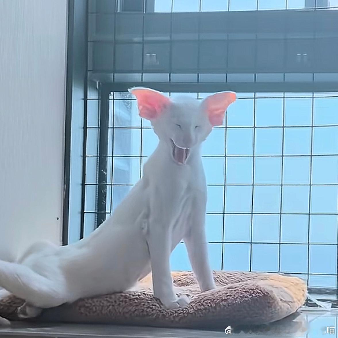 49704【丑猫】在抖音刷到的，请问这是什么物种（皮下：东方短毛猫↓） 