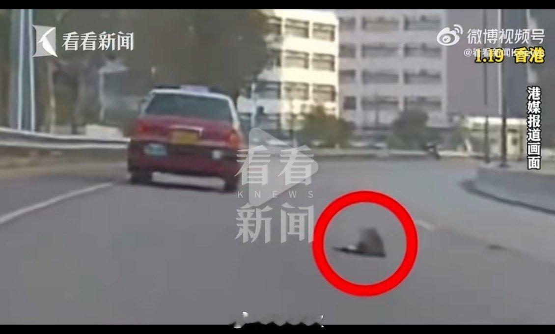香港发生离奇夺命车祸真的是匪夷所思，摩托车疑似是因为撞鸟发生夺命交通事故。这概率