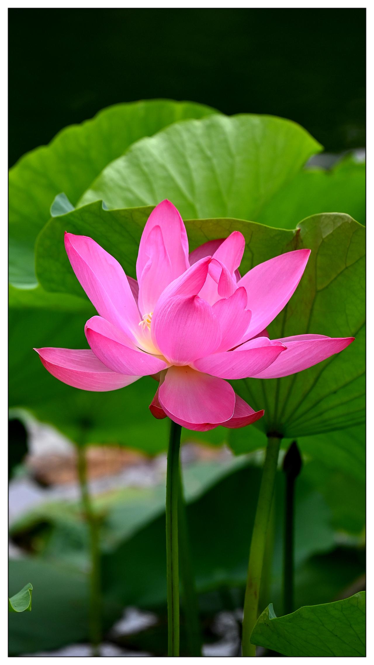 荷花季节来了