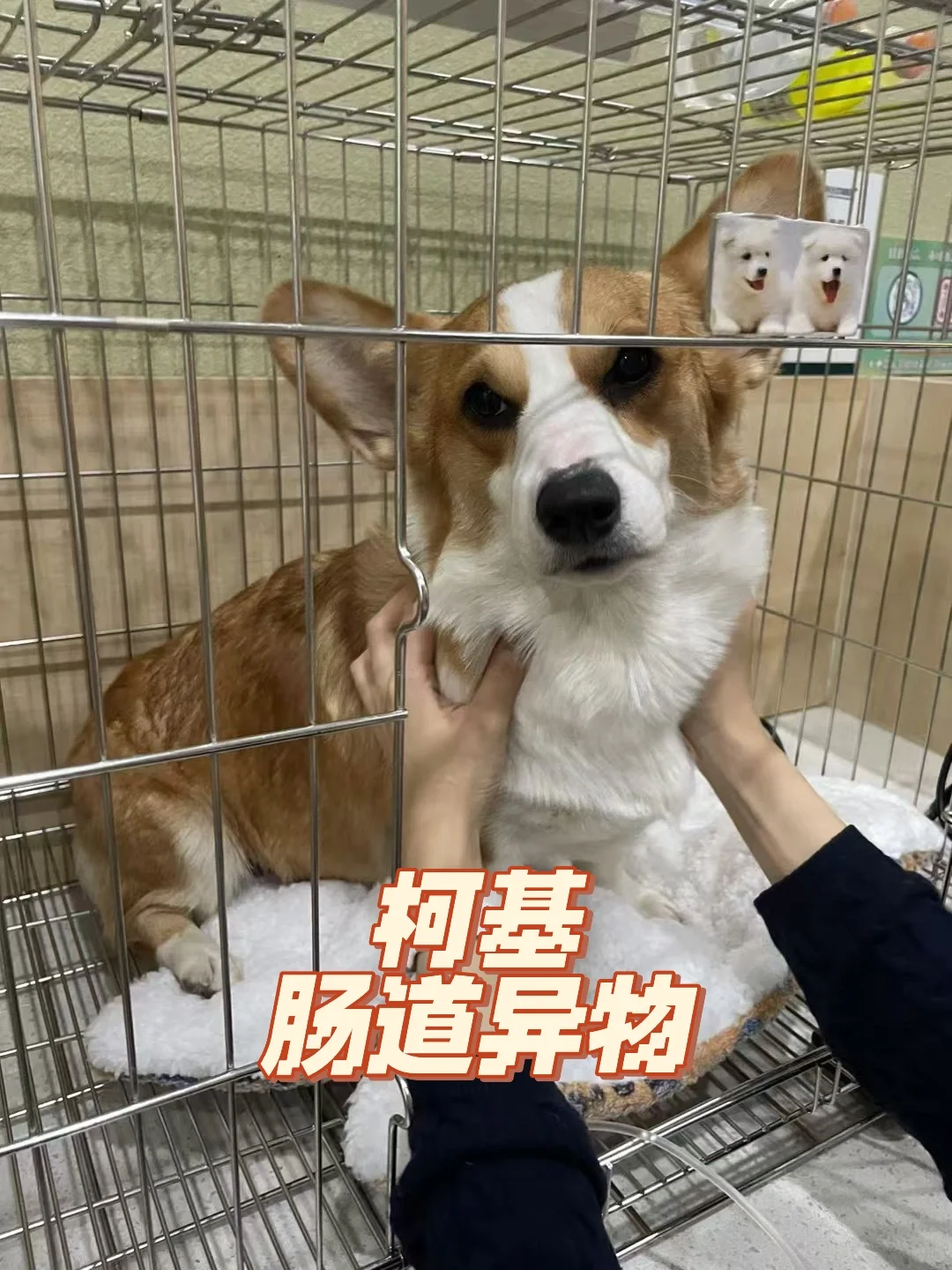 柯基，肠道异物